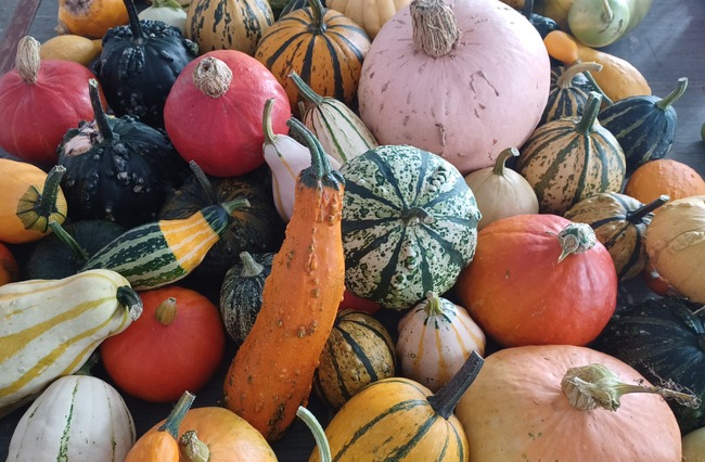 Традиционните "Есенни срещи с растенията" ще се състоят в Ботаническата градина на БАН