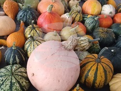 Традиционните "Есенни срещи с растенията" ще се състоят в Ботаническата градина на Българската академия на науките. Снимка: БАН