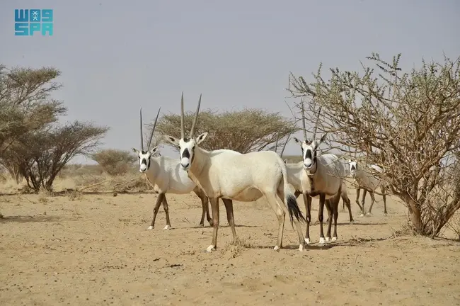 СПА: Кой е първият природен обект на Саудитска Арабия в списъка на световното наследство на ЮНЕСКО?