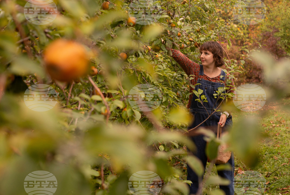 Fall Foliage-Vermont