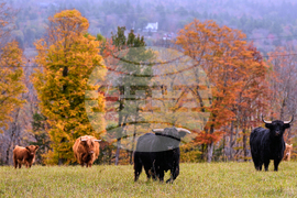 Northeast Fall Foliage