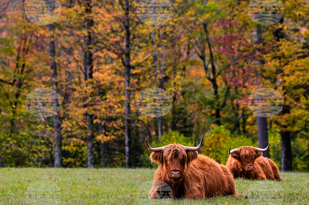Northeast Fall Foliage