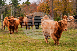 Northeast Fall Foliage