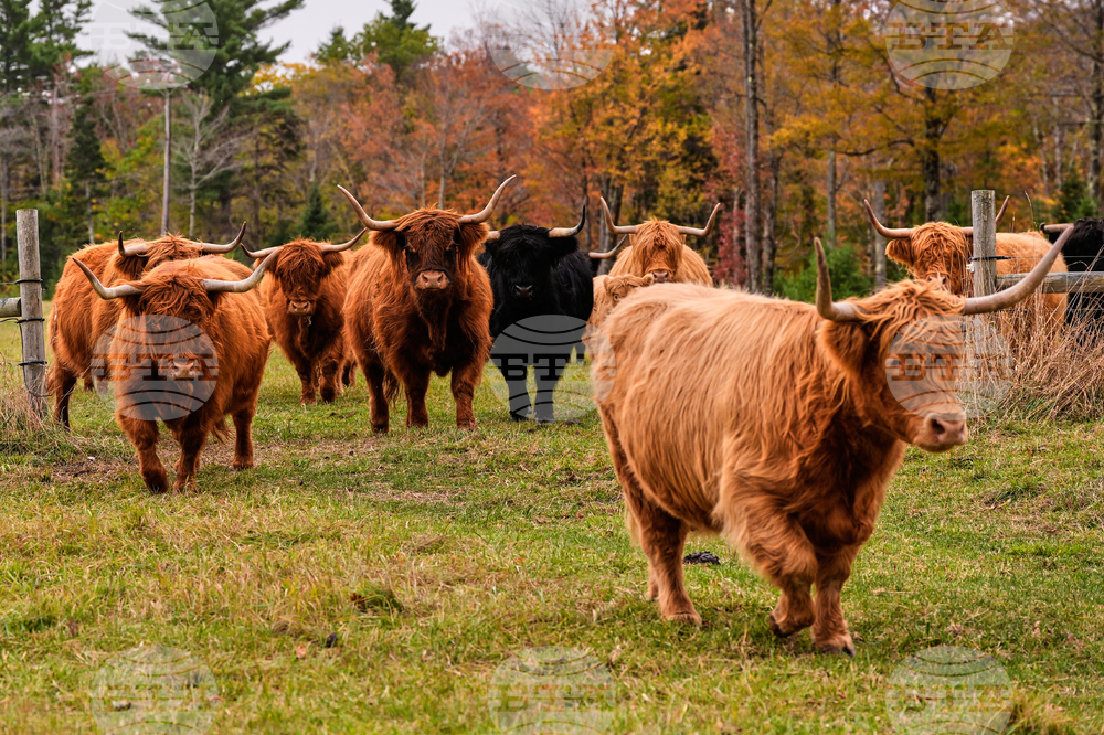 Northeast Fall Foliage