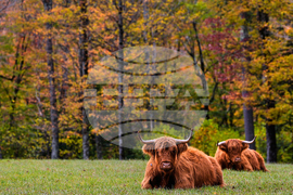 APTOPIX Northeast Fall Foliage