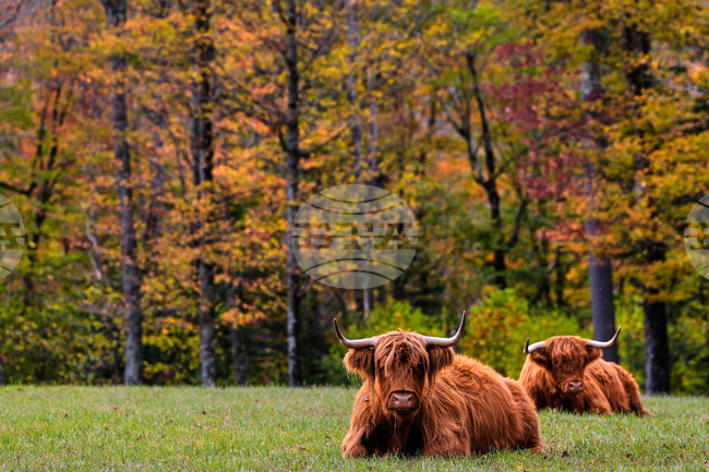 APTOPIX Northeast Fall Foliage