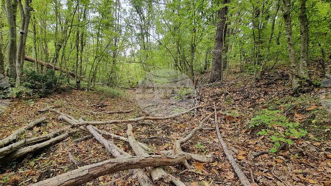 South-East State Enterprise Implements Project to Protect, Improve Forest Habitats in Protected Areas