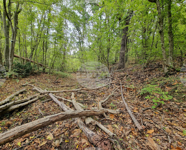 South-East State Enterprise Implements Project to Protect, Improve Forest Habitats in Protected Areas