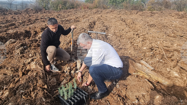 Общо 13 000 фиданки атласки кедър ще бъдат засадени в местността Седми километър край Стара Загора