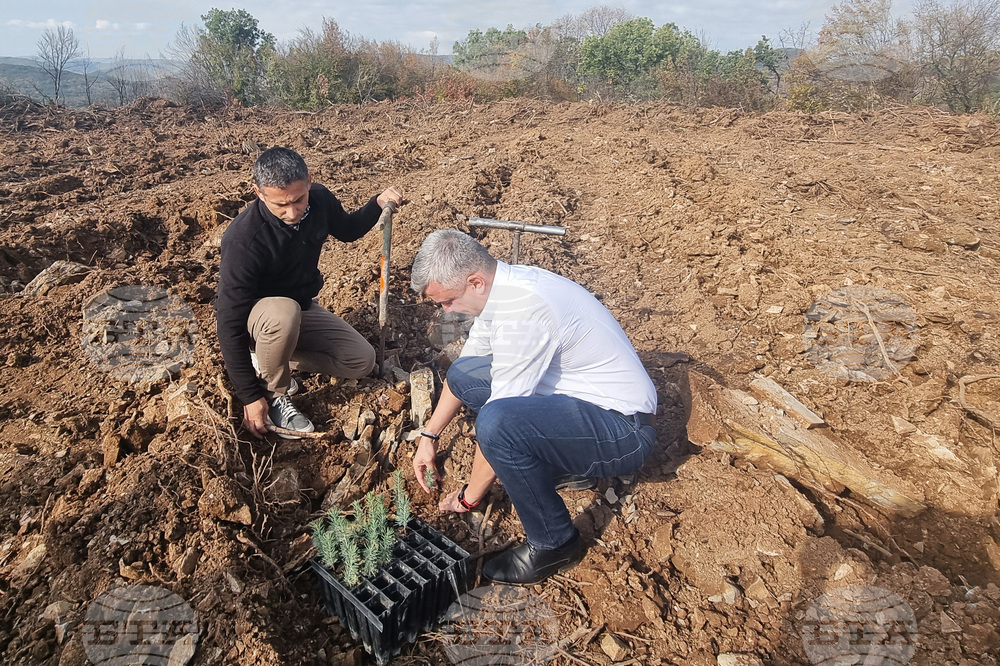 Общо 13 000 фиданки атласки кедър ще бъдат засадени в местността Седми километър край Стара Загора