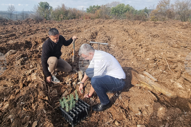 Общо 13 000 фиданки атласки кедър ще бъдат засадени в местността Седми километър край Стара Загора