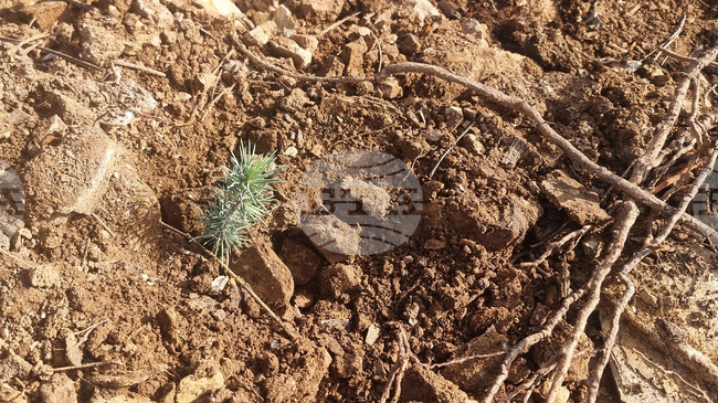 Акция по залесяване ще обогати с над 1000 фиданки терен край Стара Загора