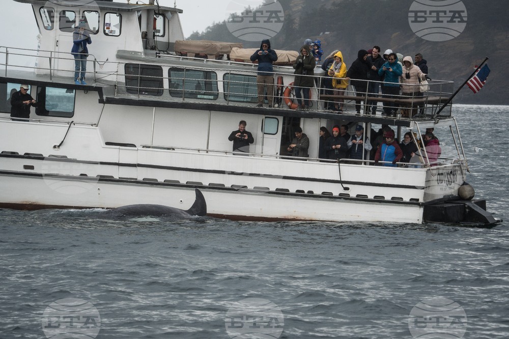 APTOPIX Climate Whale Acoustics
