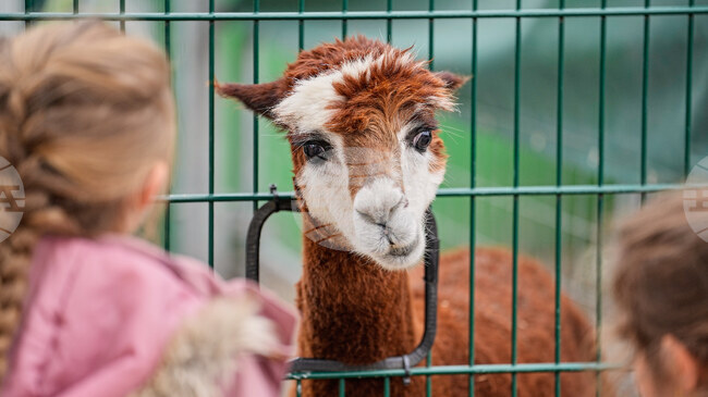 Турските митнически власти иззеха две алпаки и множество птици от минибус, опитал да премине гръцко-турската граница