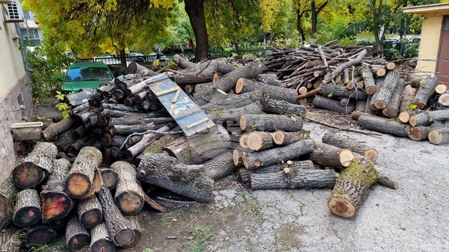 Изсечени са незаконно 30 дъба в землището на село Ботево, съобщиха от полицията във Враца 