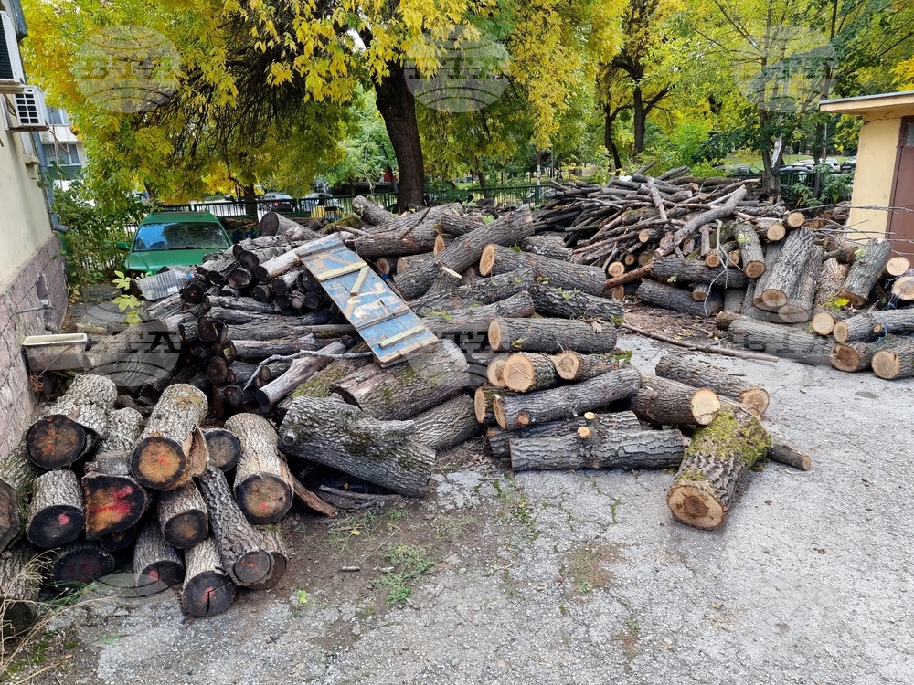 Изсечени са незаконно 30 дъба в землището на село Ботево, съобщиха от полицията във Враца 