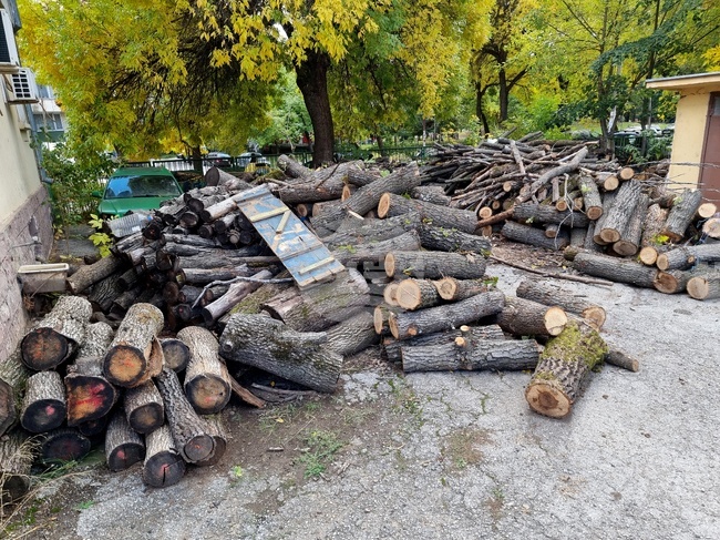 Изсечени са незаконно 30 дъба в землището на село Ботево, съобщиха от полицията във Враца 