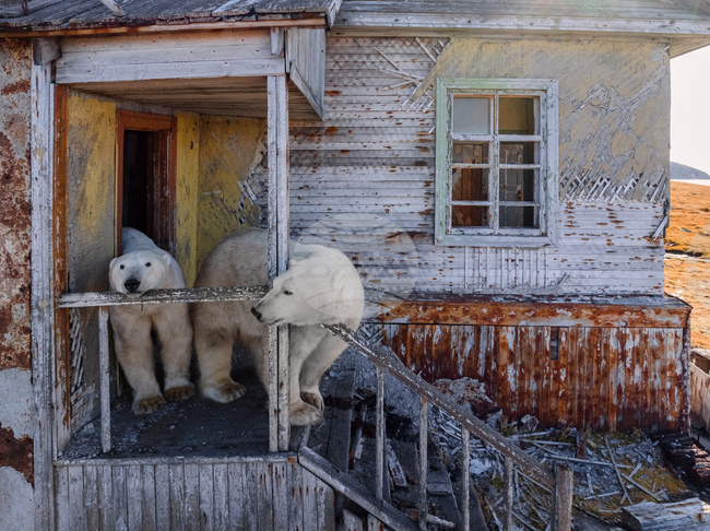 APTOPIX Russia Polar Bears Photo Gallery