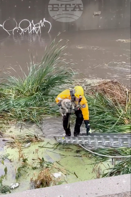 Dog Rescued-California Flooding