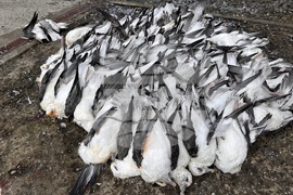 Faroe Islands Travel