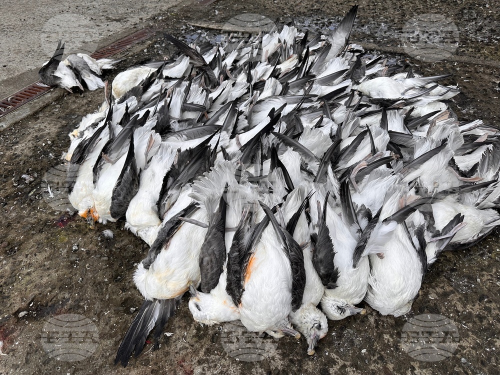 Faroe Islands Travel