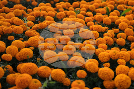 Mexico Day of the Dead