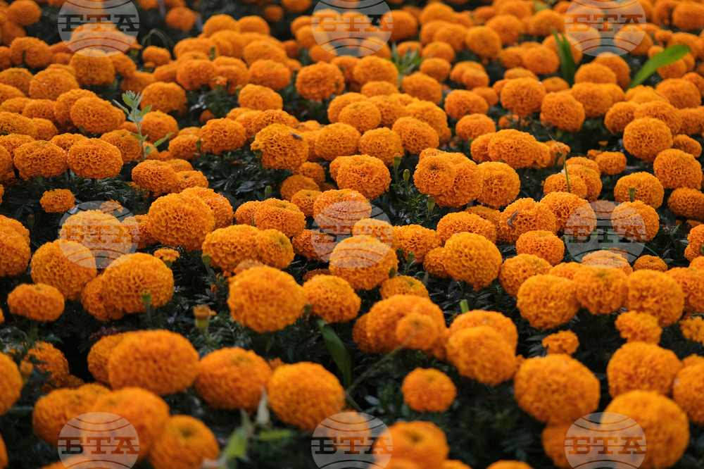 Mexico Day of the Dead