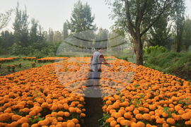 Mexico Day of the Dead