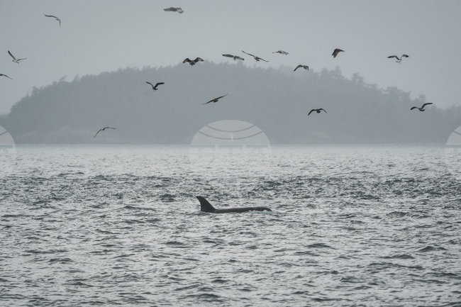 APTOPIX Climate Whale Acoustics