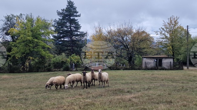Националната овцевъдна и козевъдна асоциация изразява категоричното несъгласие на бранша с отказа от ваксинация срещу шарка по дребните преживни животни