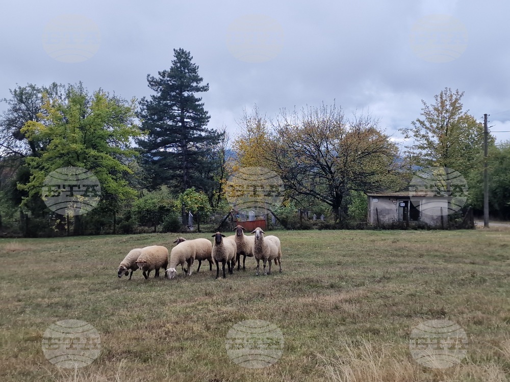 Националната овцевъдна и козевъдна асоциация изразява категоричното несъгласие на бранша с отказа от ваксинация срещу шарка по дребните преживни животни