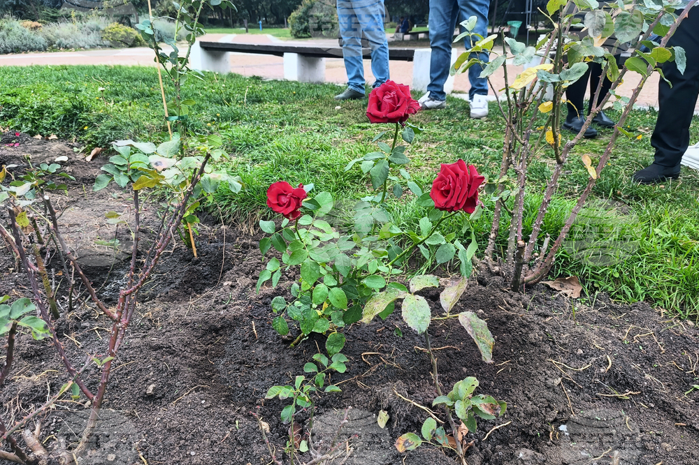 Над 840 000 цветя е засадила Столичната община за 2025 година