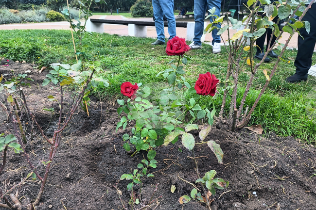 Над 840 000 цветя е засадила Столичната община за 2025 година