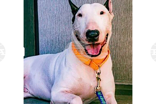 Abandoned Dog Hurricane