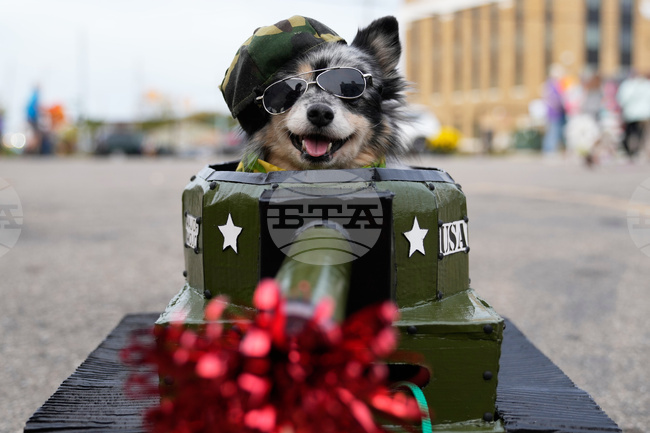 APTOPIX Halloween Dogs