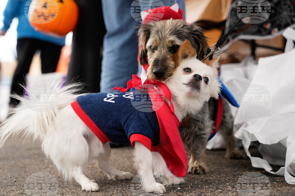 Howloween Dogs