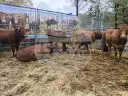 Снимка: Община Сливен