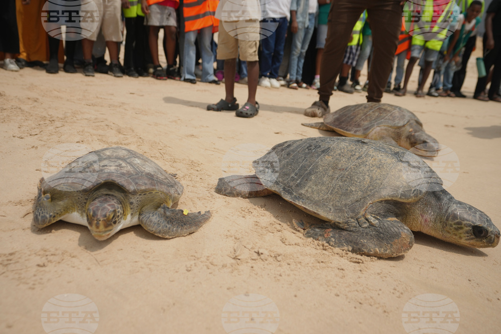 Nigeria Sea Turtle Released