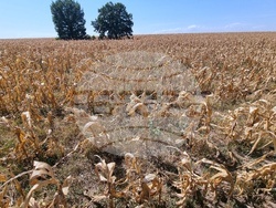 Монтана-суша-царевица-1