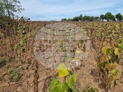 Монтана-суша-царевица-2