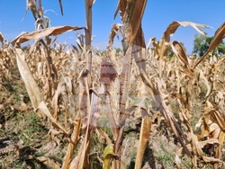 Монтана-суша-царевица-3