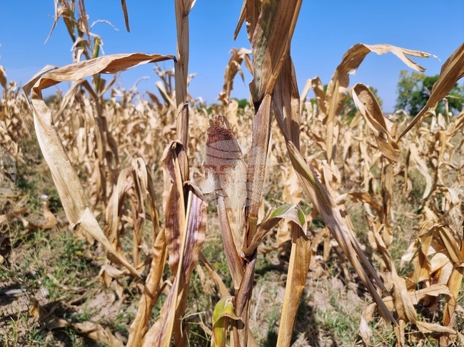 Severe Drought Threatens Romania, Danube Water Levels Hit Critical Lows