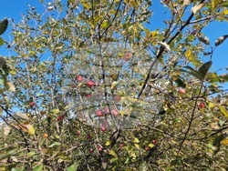 Село Здравец - овощна градина - ябълки