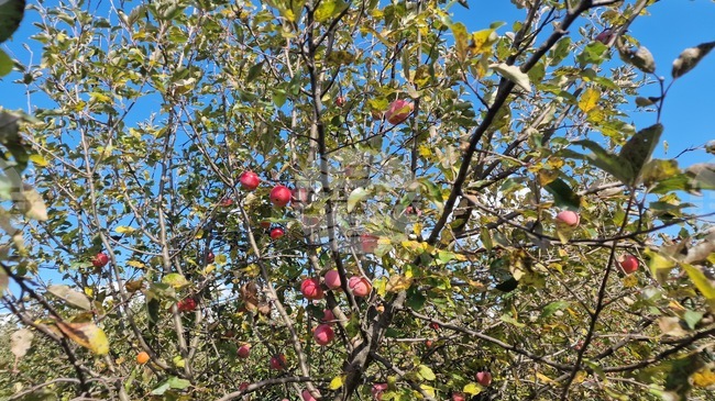 Над 1,8 млн. лева получиха овощарите за втория етап от помощта за зимни пръскания