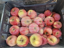 Село Здравец - овощна градина - ябълки