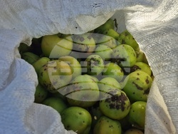 Село Здравец - овощна градина - ябълки