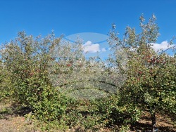 Село Здравец - овощна градина - ябълки