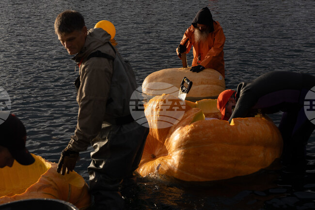 Giant Pumpkin Regatta