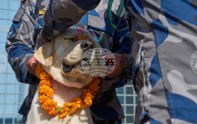 Nepal Dog Festival