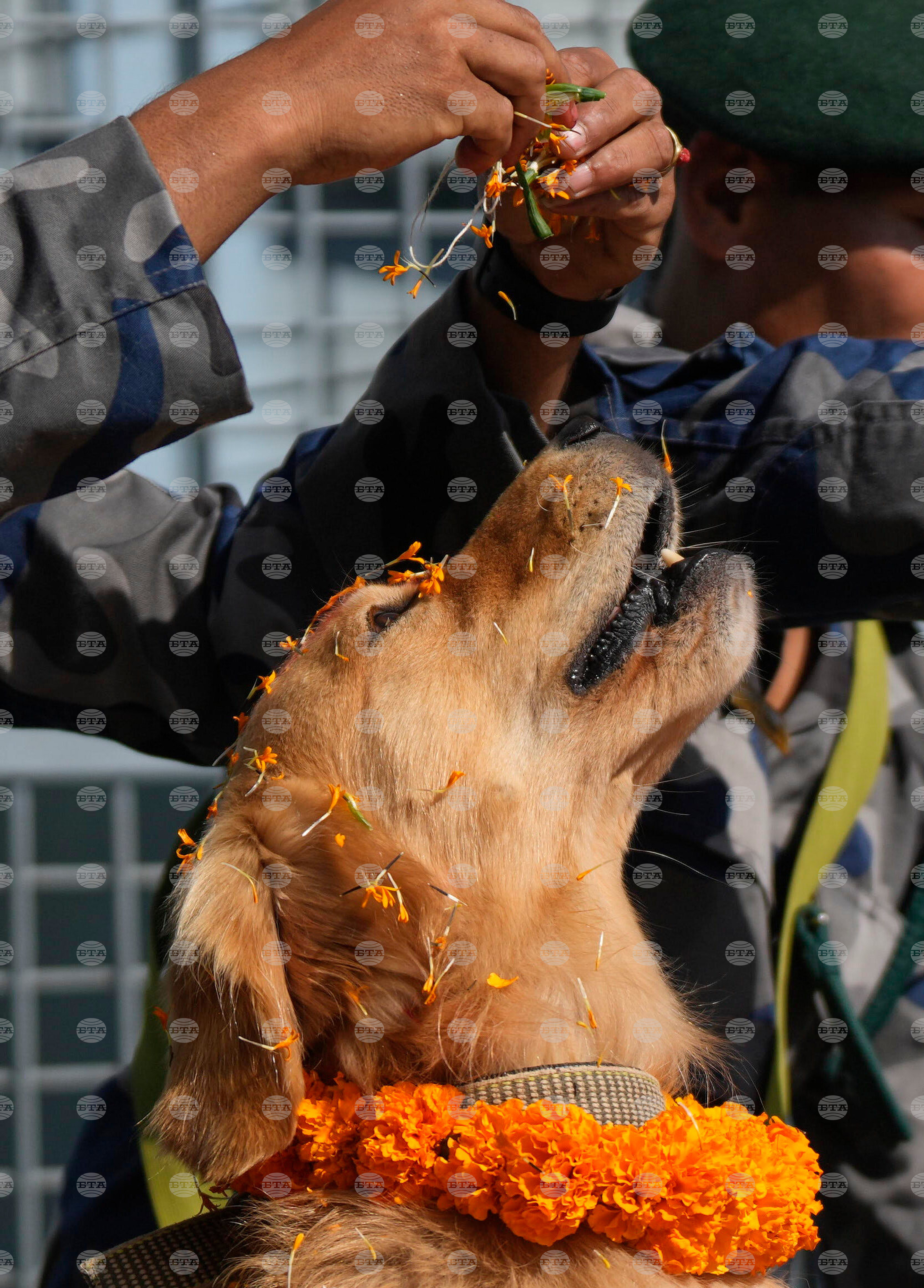 Nepal Dog Festival
